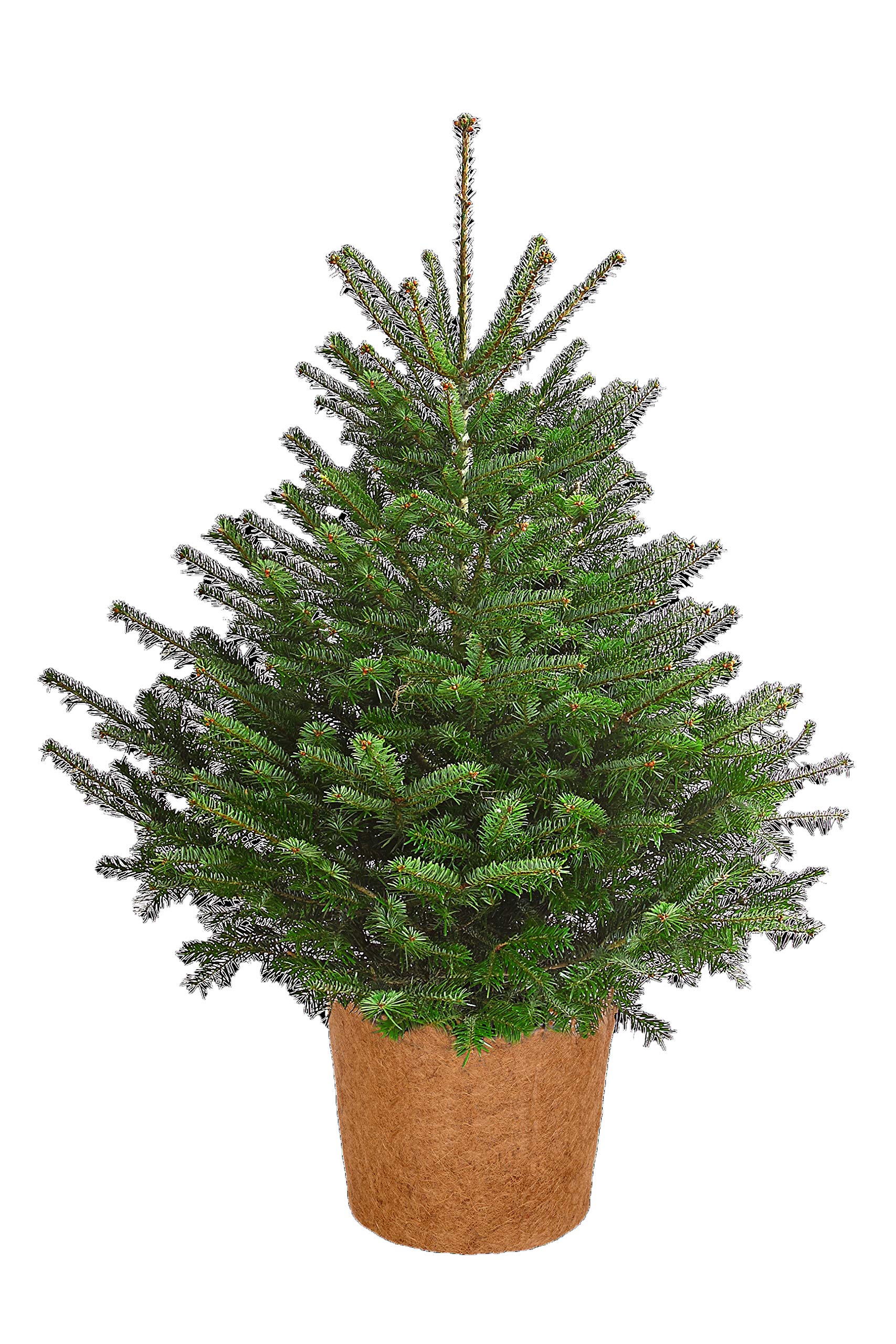 dehner-winterschutz-kokos-topf-bertopf-45-cm-braun image 2