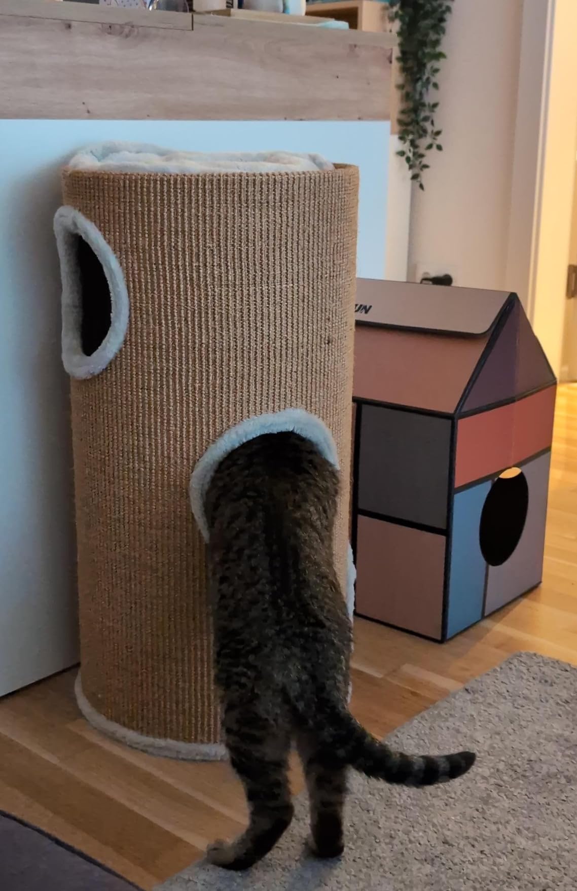 Zwei Katzen