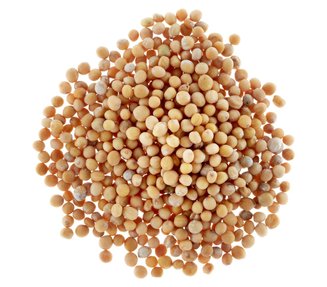 dehner-gelbsenf-gr-nd-ngung-saatgut-500g-f-r-100-qm image 2