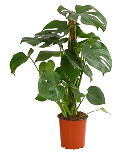dehner-fensterblatt-monstera-zimmerpflanze-70-80cm-19cm-topf image 6