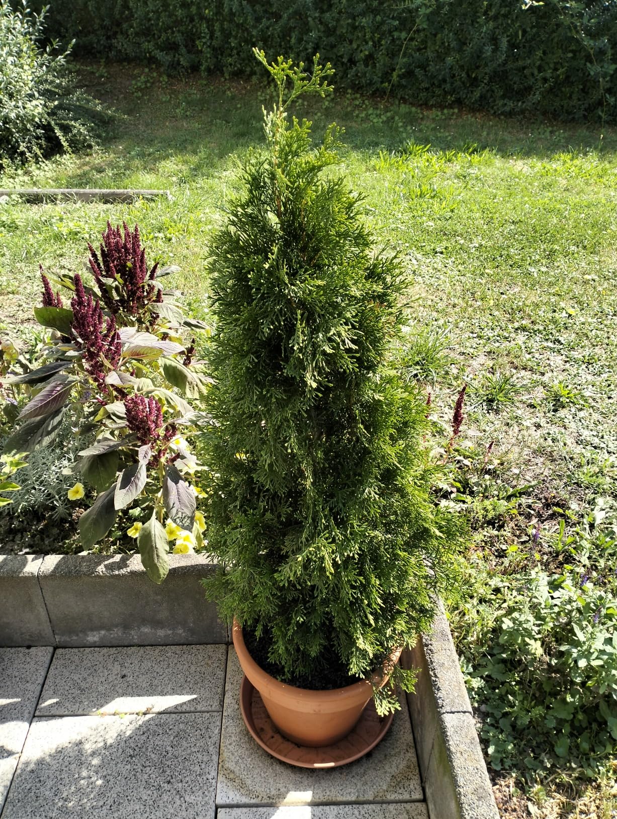 Hecke grün