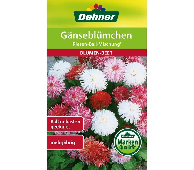 dehner-g-nsebl-mchen-riesen-ball-mischung-samen-5er-pack-mehrj-hrig image 1