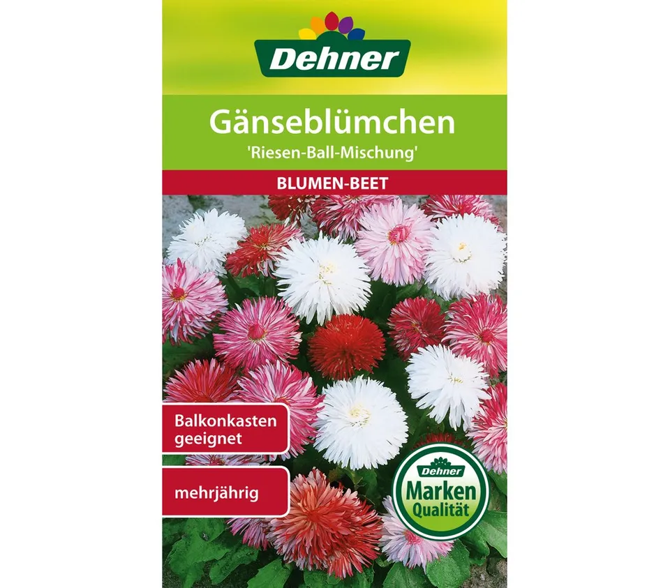 dehner-g-nsebl-mchen-riesen-ball-mischung-samen-5er-pack-mehrj-hrig image 1