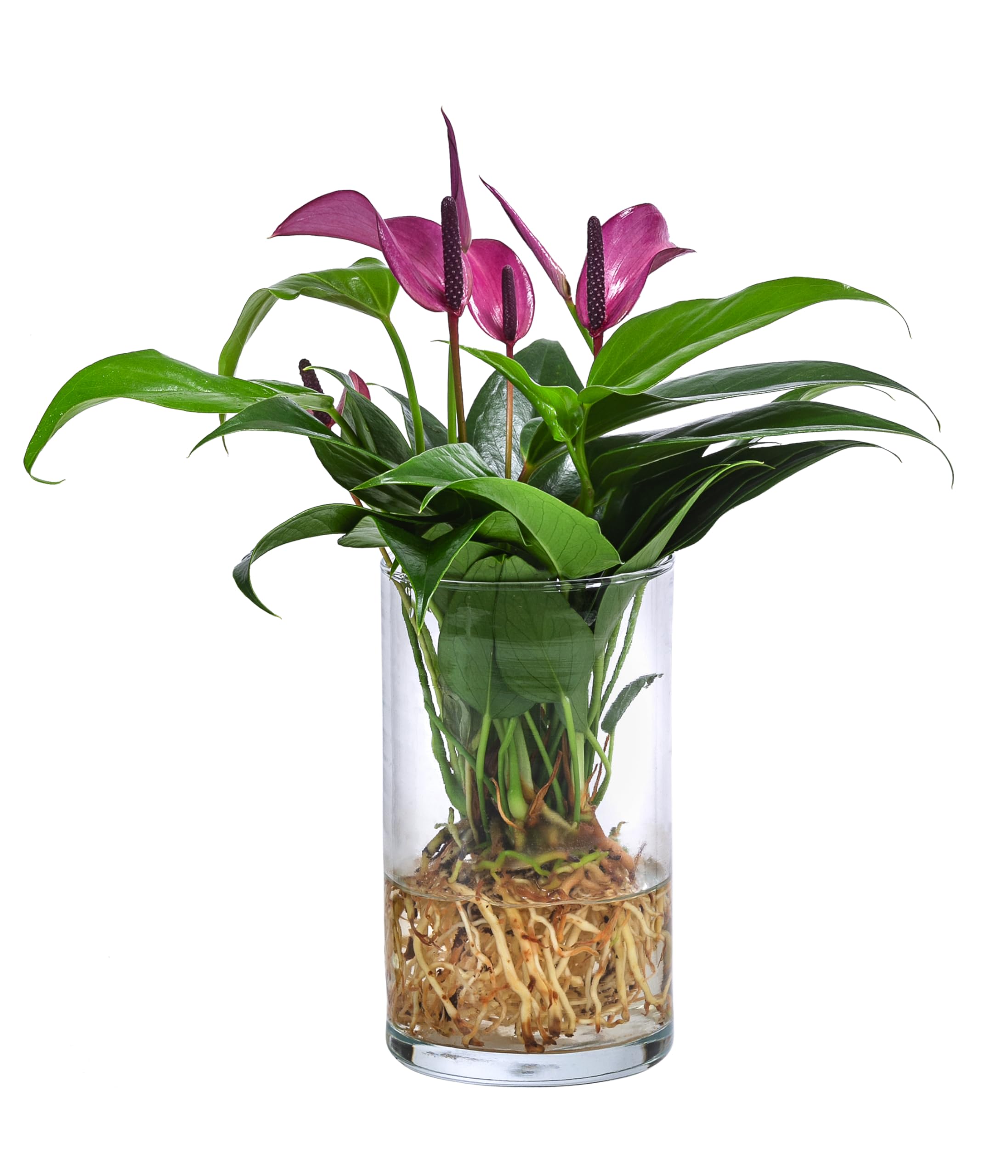 dehner-waterplant-flamingoblume-glas-lila-25cm image 1