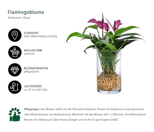 dehner-waterplant-flamingoblume-glas-lila-25cm image 6