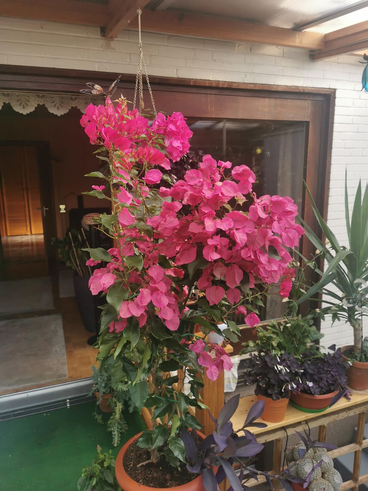 Reichlich Blüten