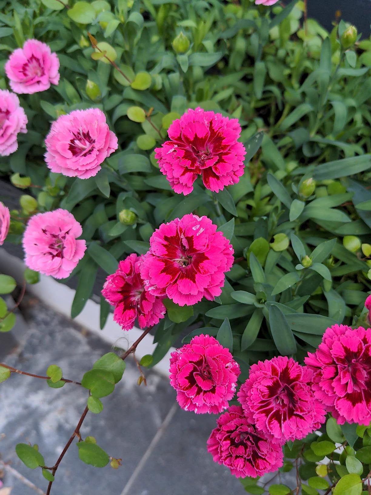Viele Blüten