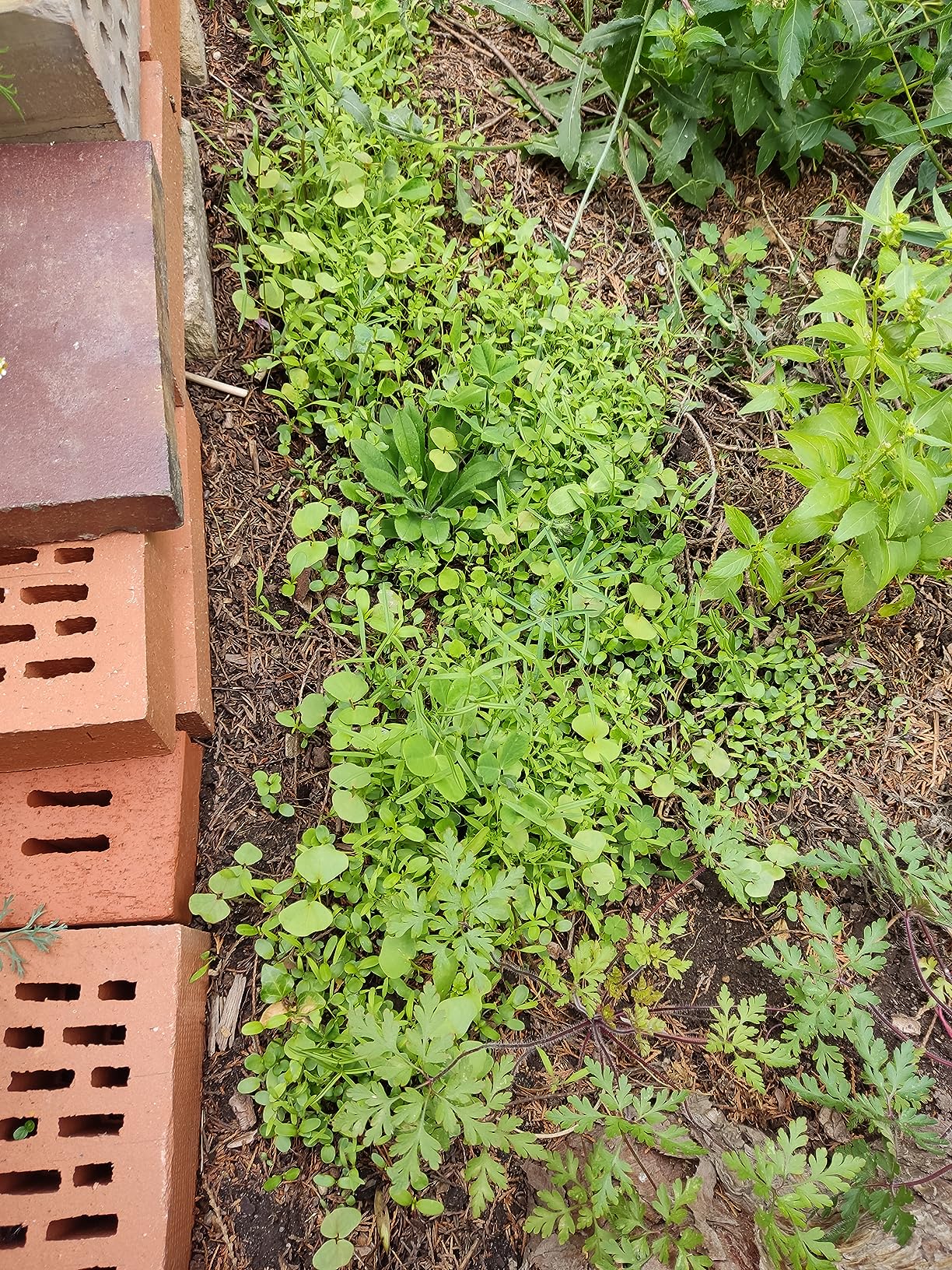 Viele Blüten