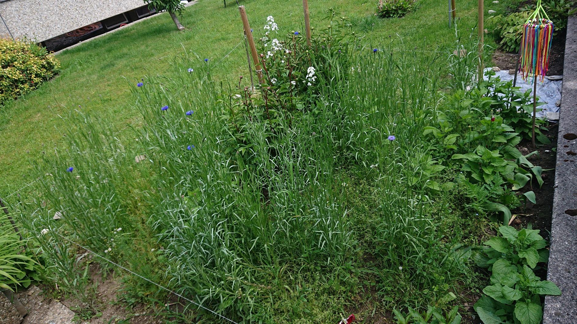Bienen da