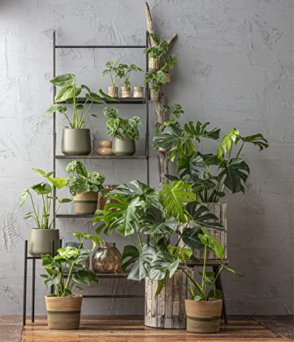 dehner-fensterblatt-monstera-zimmerpflanze-70-80cm-19cm-topf image 8
