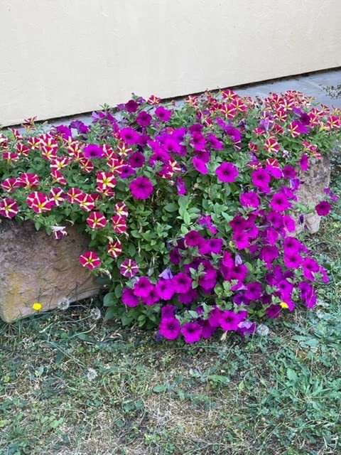 Kräftige Farben