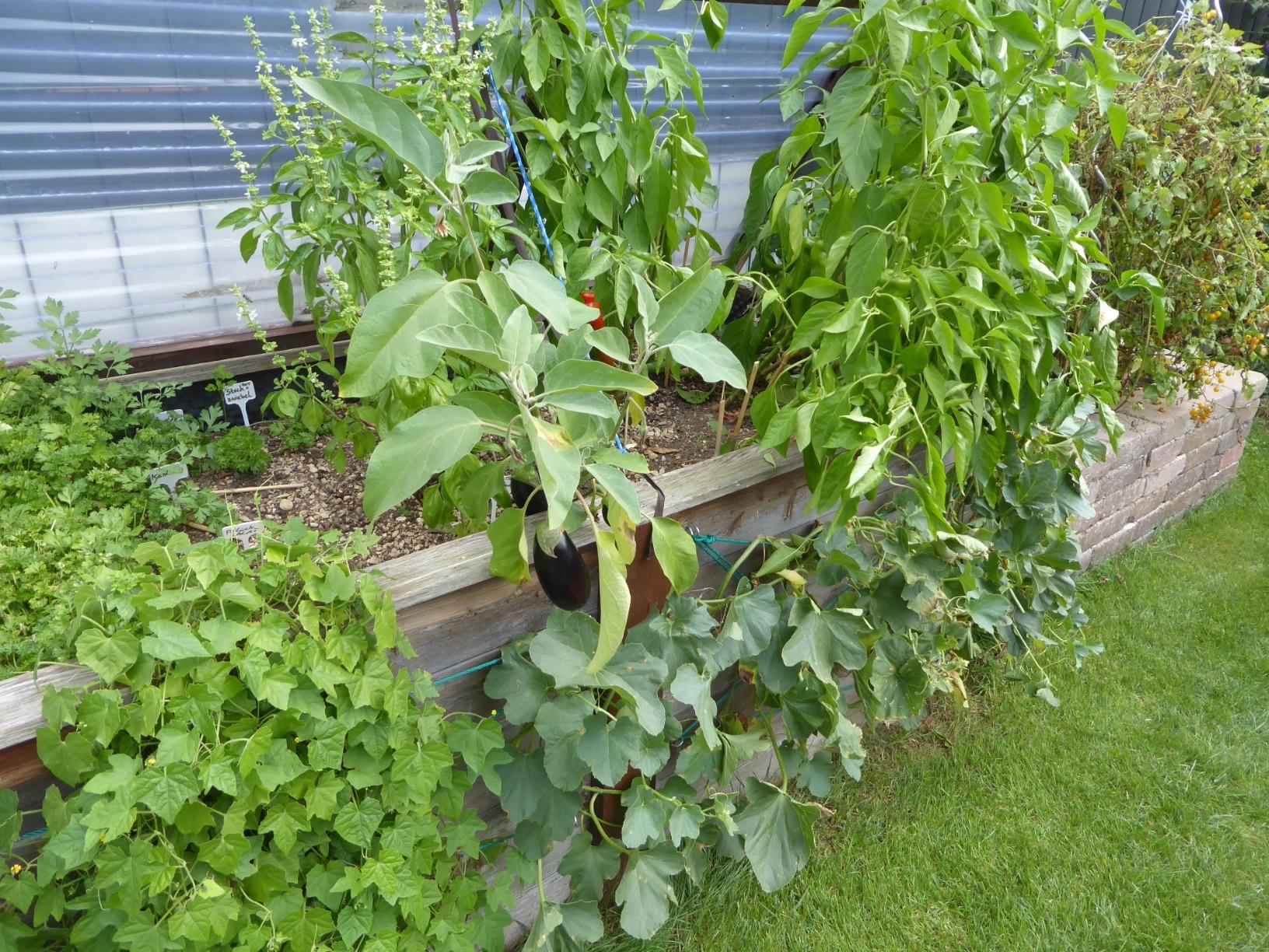 Tomaten wachsen
