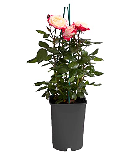 dehner-nostalgie-edelrose-creme-rot-duftend-6-l-topf image 8