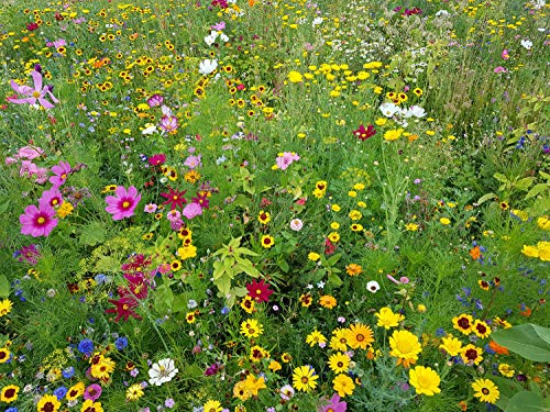 dehner-natura-singvogelweide-blumenmischung-0-25kg-25qm image 5