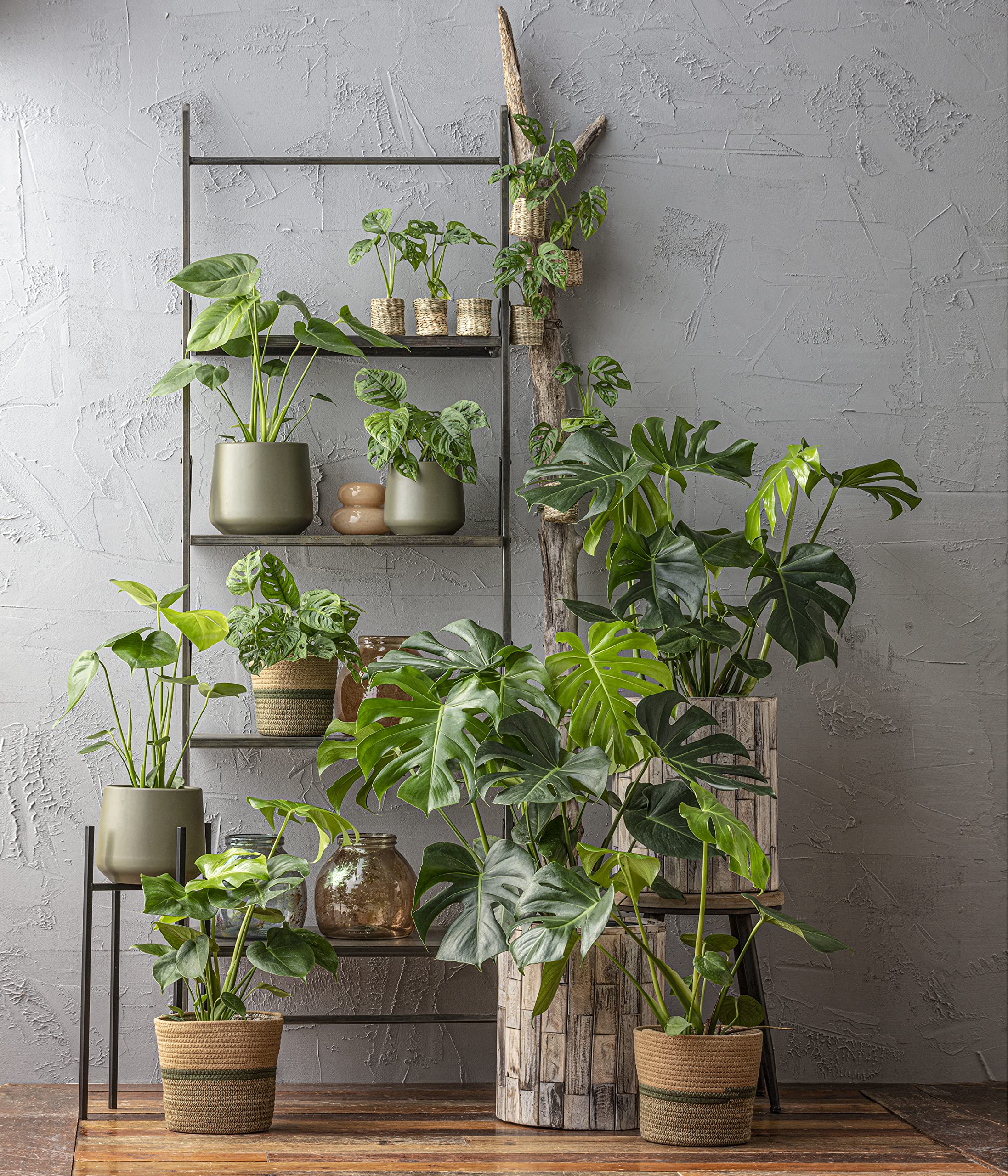 dehner-fensterblatt-monstera-zimmerpflanze-70-80cm-19cm-topf image 3