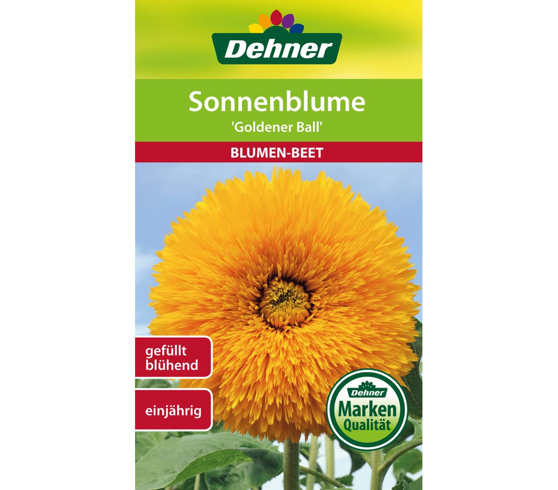 dehner-sonnenblume-goldener-ball-blumensamen-5er-pack-gef-llt image 1