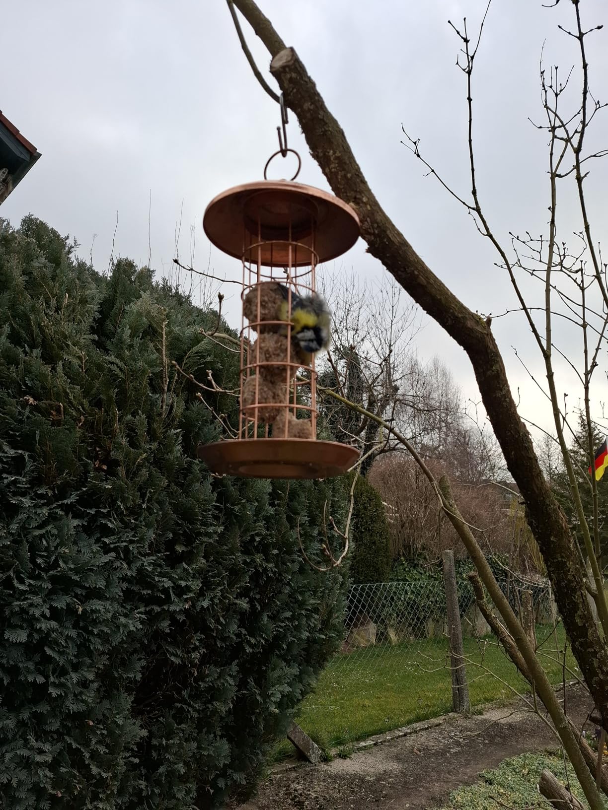 Vögel dran