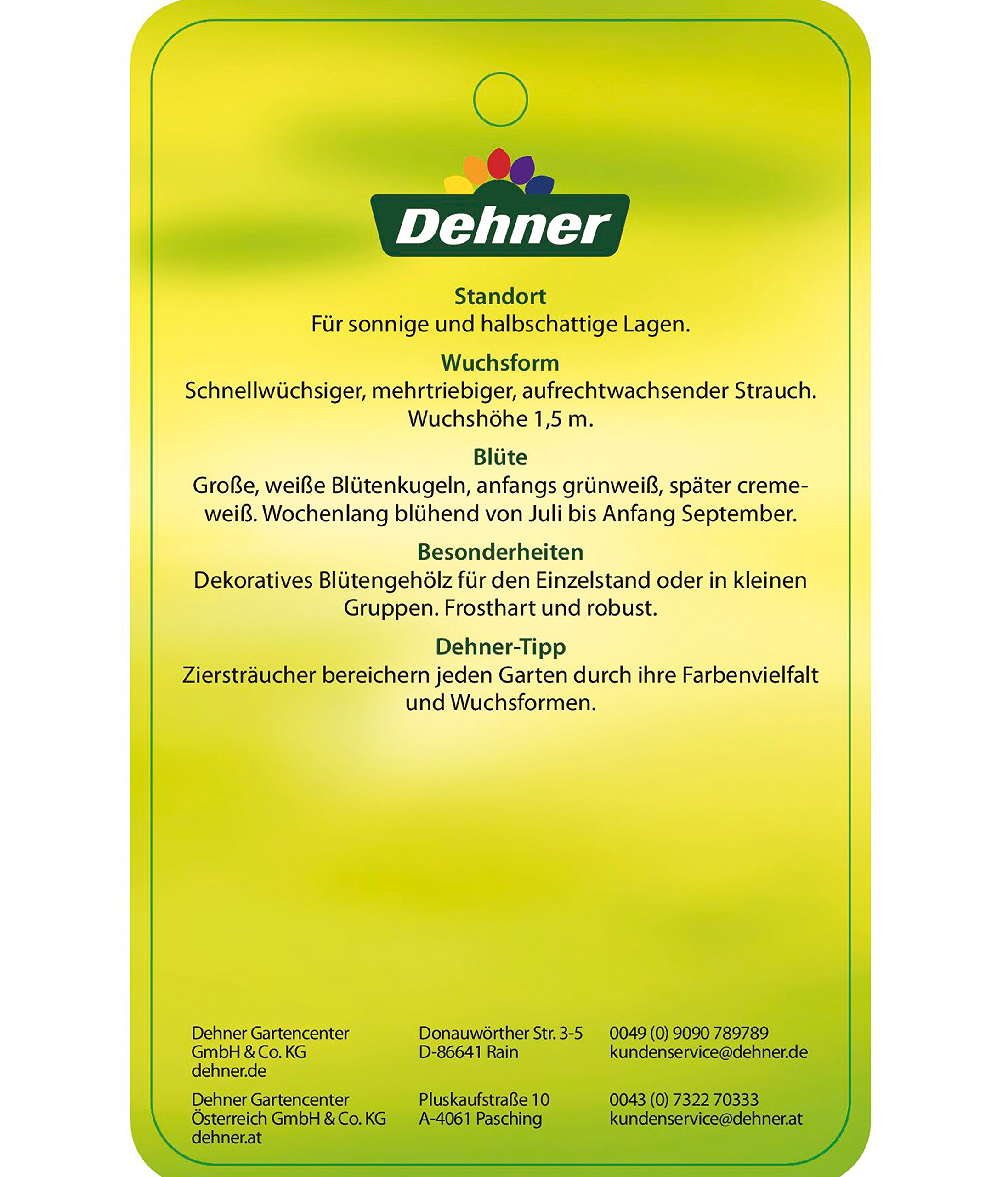 dehner-strong-annabelle-hortensie-creme-wei-3-l-topf image 5
