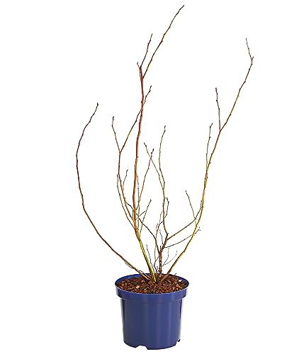 dehner-gourmet-garten-heidelbeere-spartan-beerenstrauch-55-65-cm-3-l image 8
