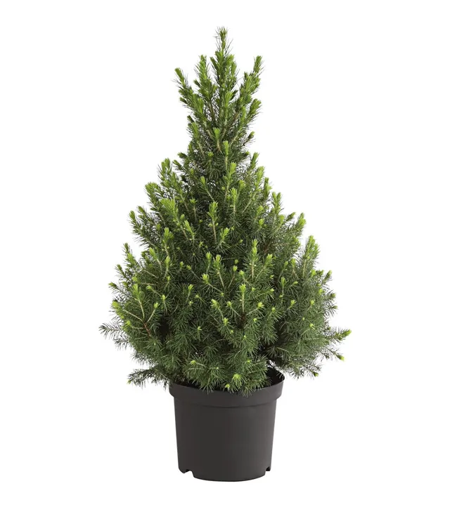 dehner-conica-zuckerhut-fichte-pflanze-50-60-cm-topf-20-cm image 1