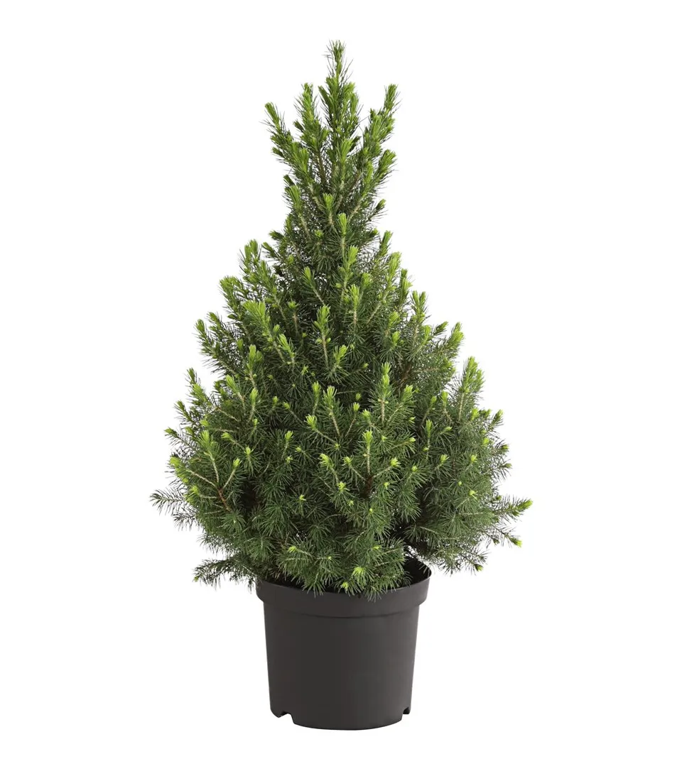 dehner-conica-zuckerhut-fichte-pflanze-50-60-cm-topf-20-cm image 1