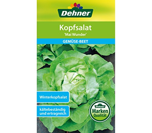 dehner-mai-wunder-kopfsalat-samen-5er-pack-winterhart image 3