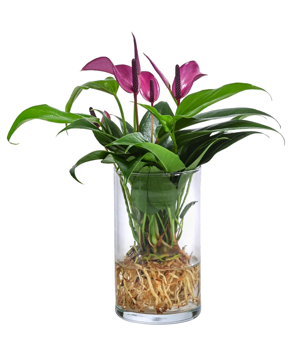 dehner-waterplant-flamingoblume-glas-lila-25cm image 1