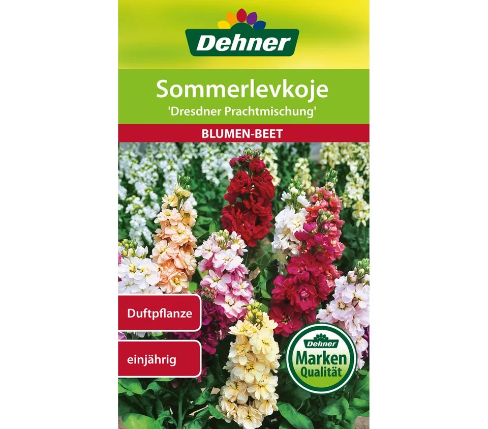 dehner-sommerlevkoje-dresdner-prachtmischung-samen-5er-pack-duft image 1