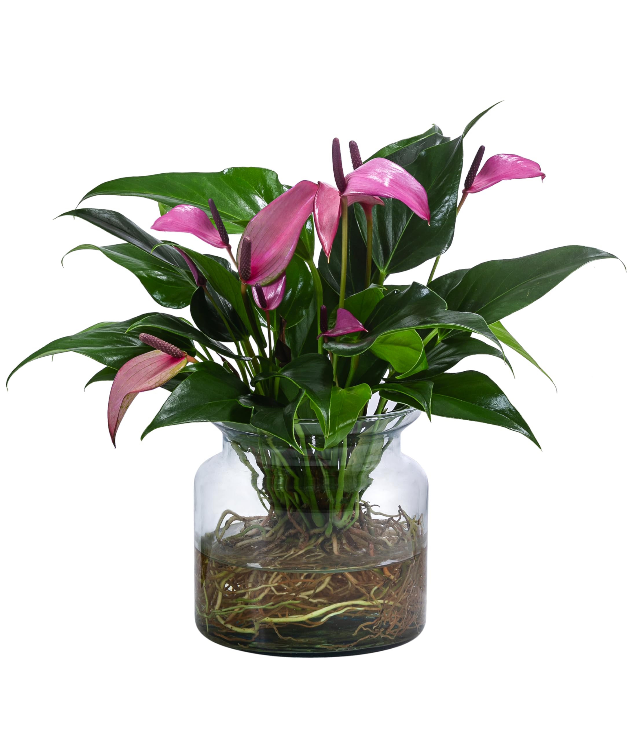 dehner-waterplant-flamingoblume-glas-lila-25cm image 4