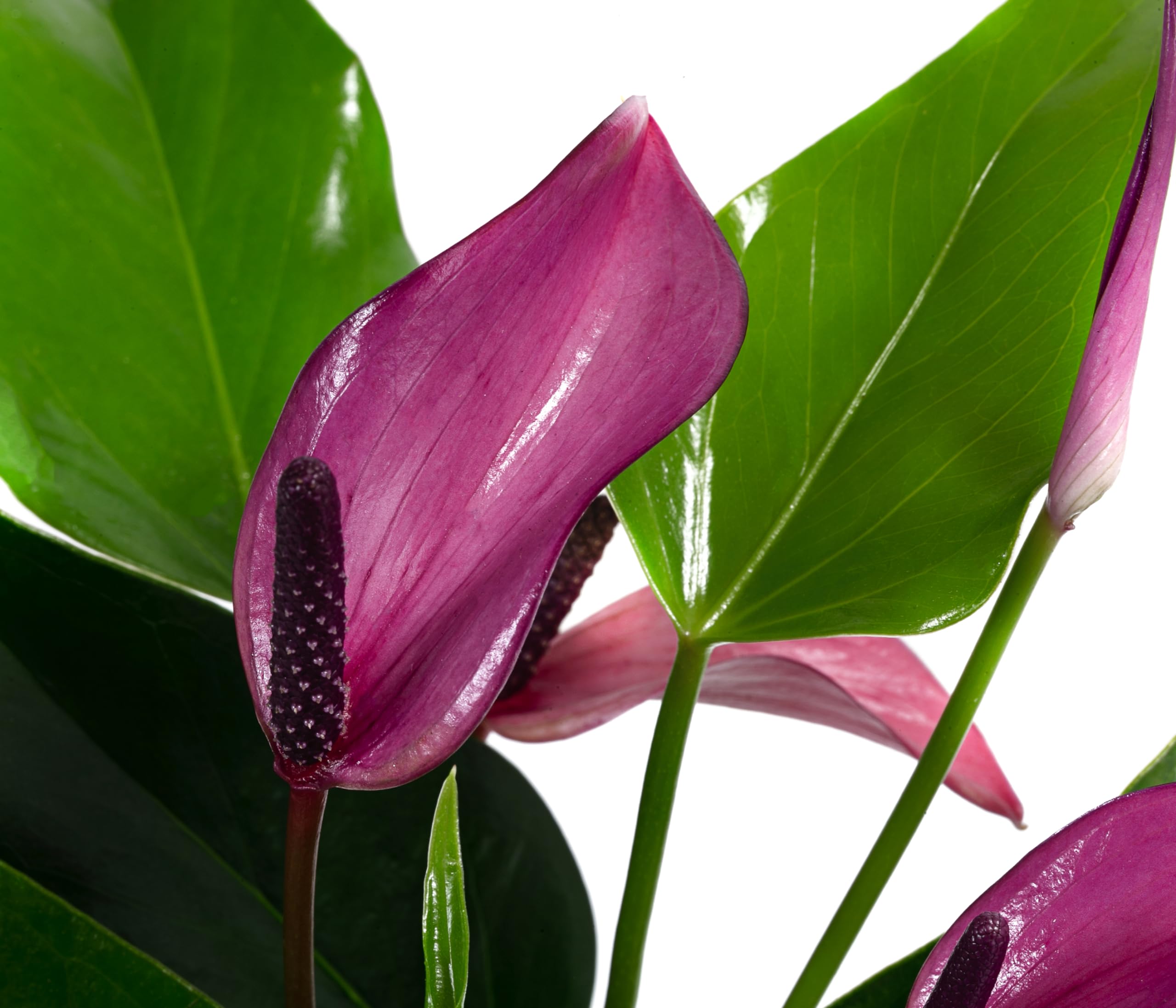 dehner-waterplant-flamingoblume-glas-lila-25cm image 3