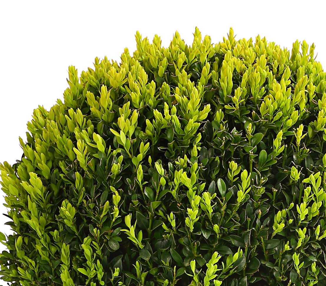 dehner-buchsbaum-kugel-30-cm-5-l-topf-gartenpflanze image 2