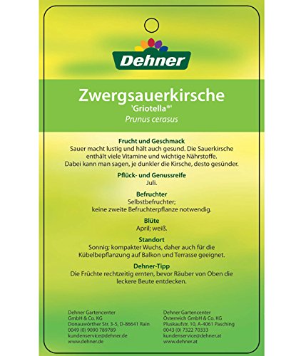 dehner-griotella-zwergkirsche-80-90-cm-6-l-sauer-selbstbefruchtend image 8
