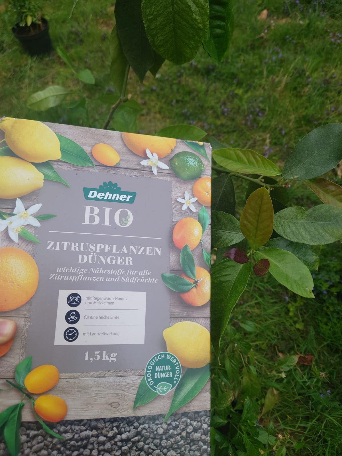 Zitrone treibt aus