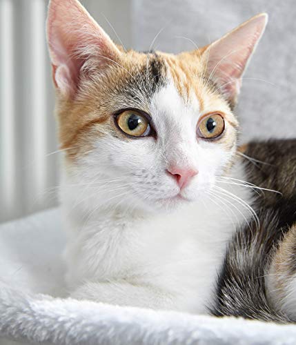 dehner-lieblinge-homey-katzen-h-ngematte-wei-heizk-rper image 8