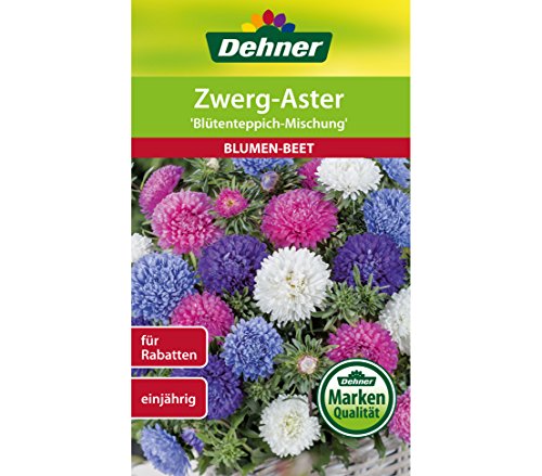 dehner-zwerg-aster-bl-tenteppich-blumensamen-5er-pack-einj-hrig image 3
