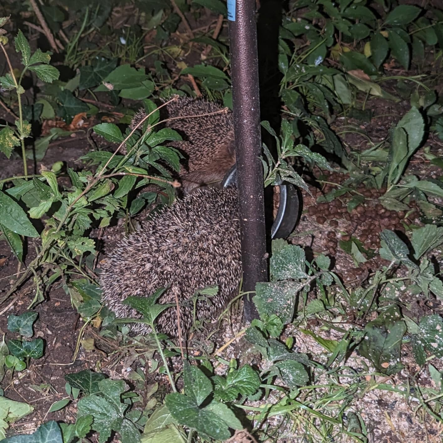 Igel kommt abends