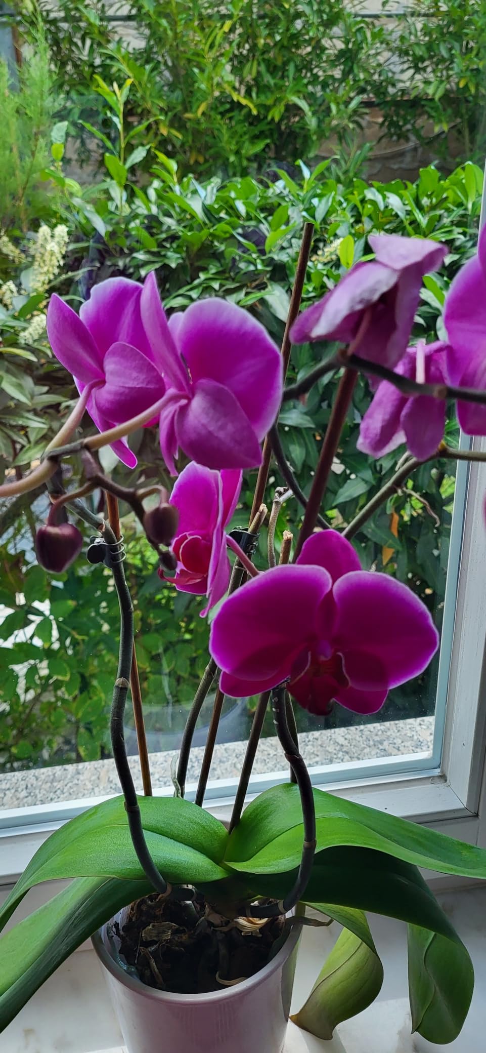 Neue Knospen