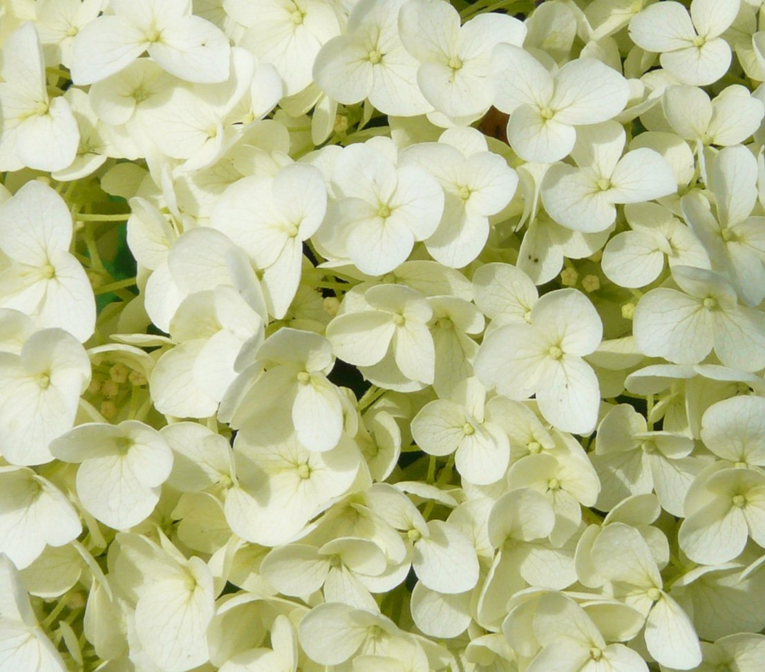 dehner-strong-annabelle-hortensie-creme-wei-3-l-topf image 3