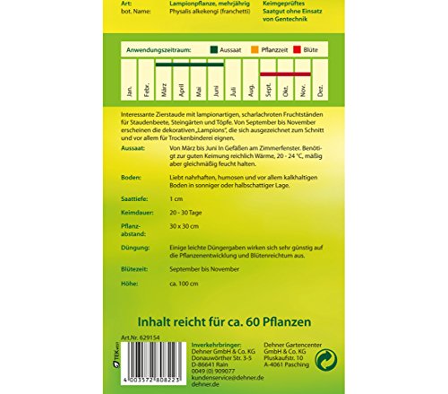 dehner-lampionpflanze-blumensamen-5er-pack-mehrj-hrig image 4