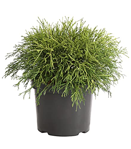 dehner-scheinzypresse-filifera-sungold-25-35-cm-gelb image 5