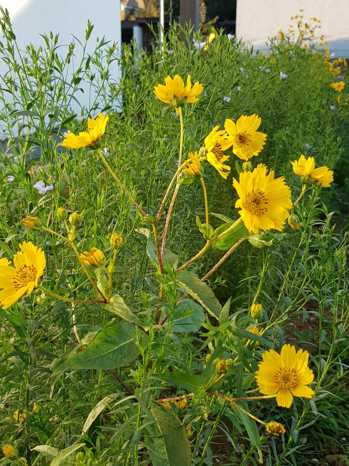 Ungleichmäßig
