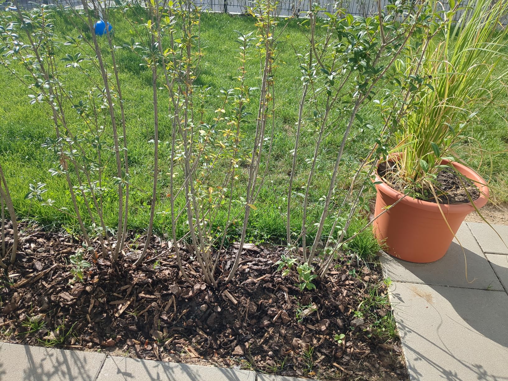 Grüner Buchs
