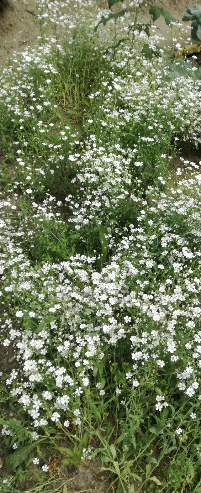 Weiße Blüten