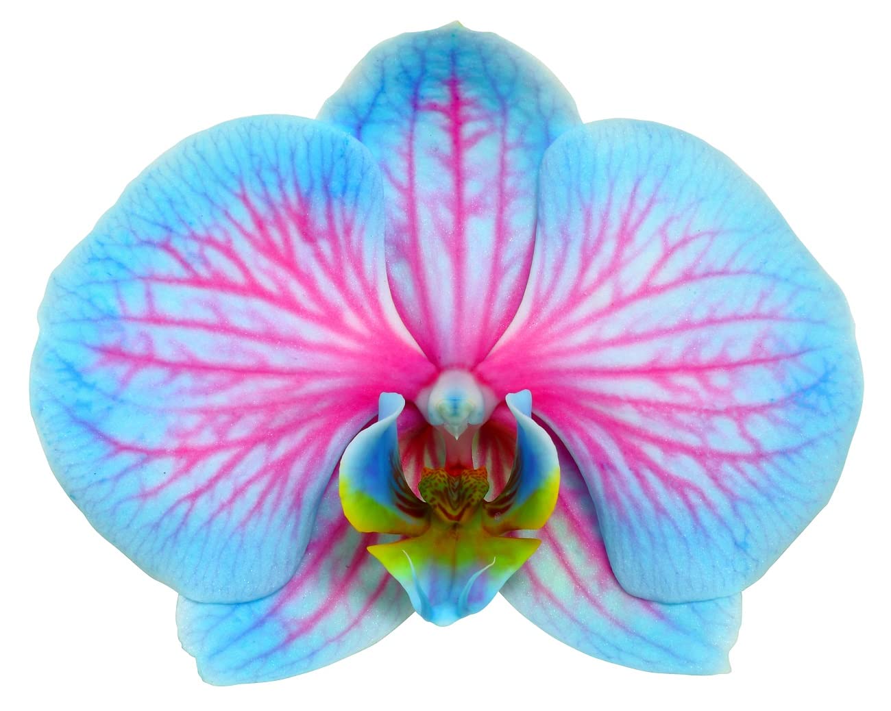 dehner-blue-wonder-schmetterlingsorchidee-hellblau-pink-50-60-cm image 3