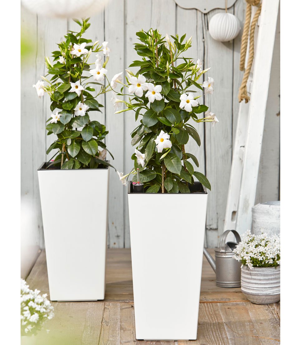 dehner-elise-kunststofftopf-wei-47x25-selbstbew-sserung image 3