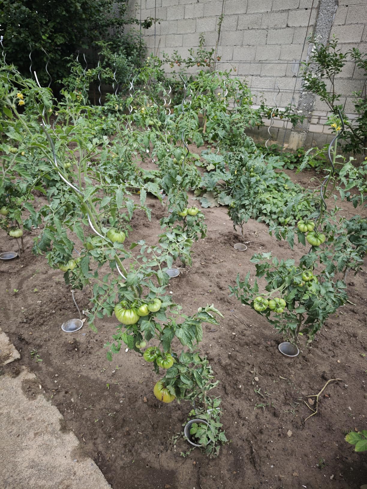 Tomaten wachsen