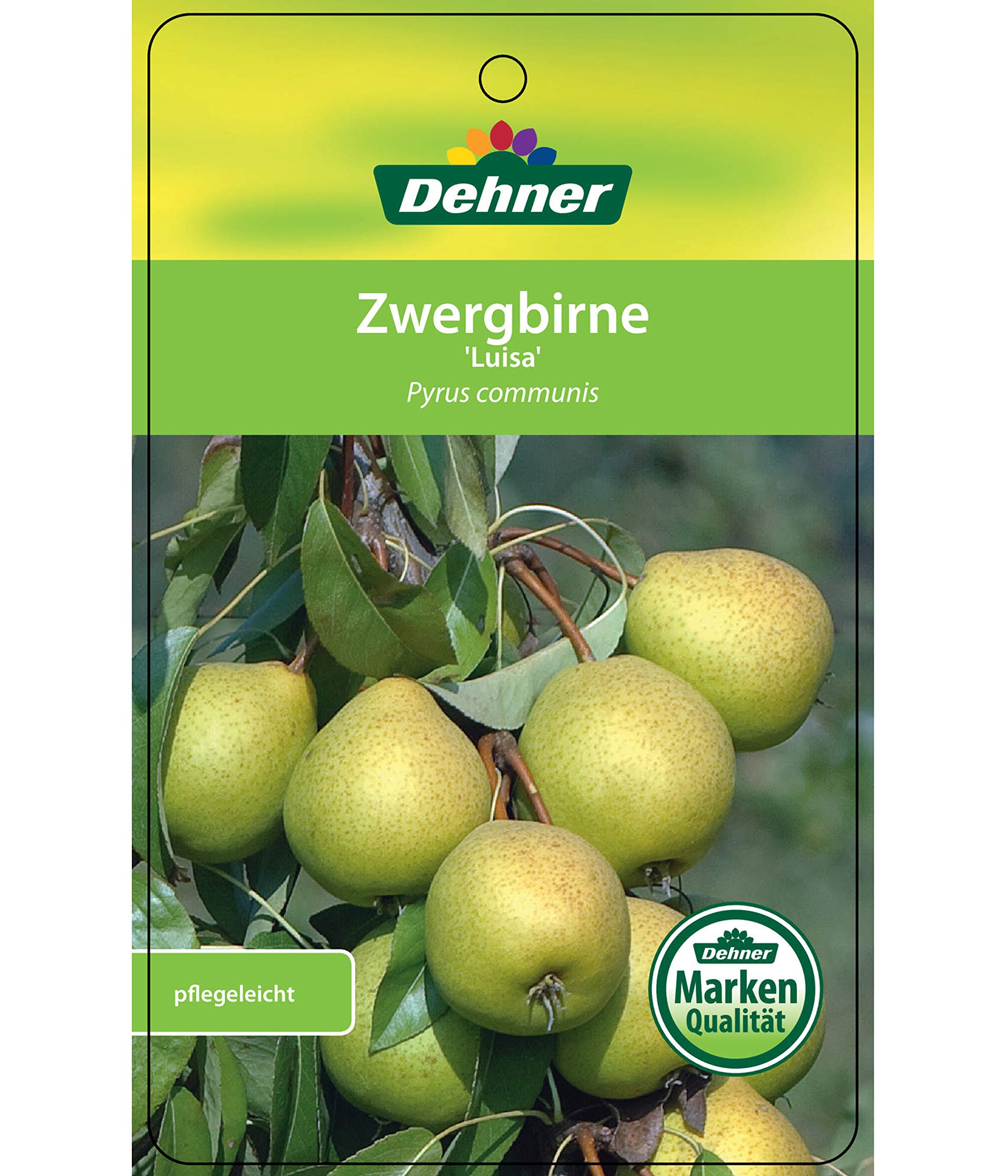 dehner-luisa-zwergbirne-80-90-cm-6-l-saftig-befruchter-n-tig image 4