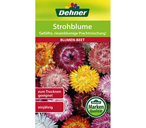 dehner-strohblume-blumensamen-gef-llte-prachtmischung-einj-hrig image 3
