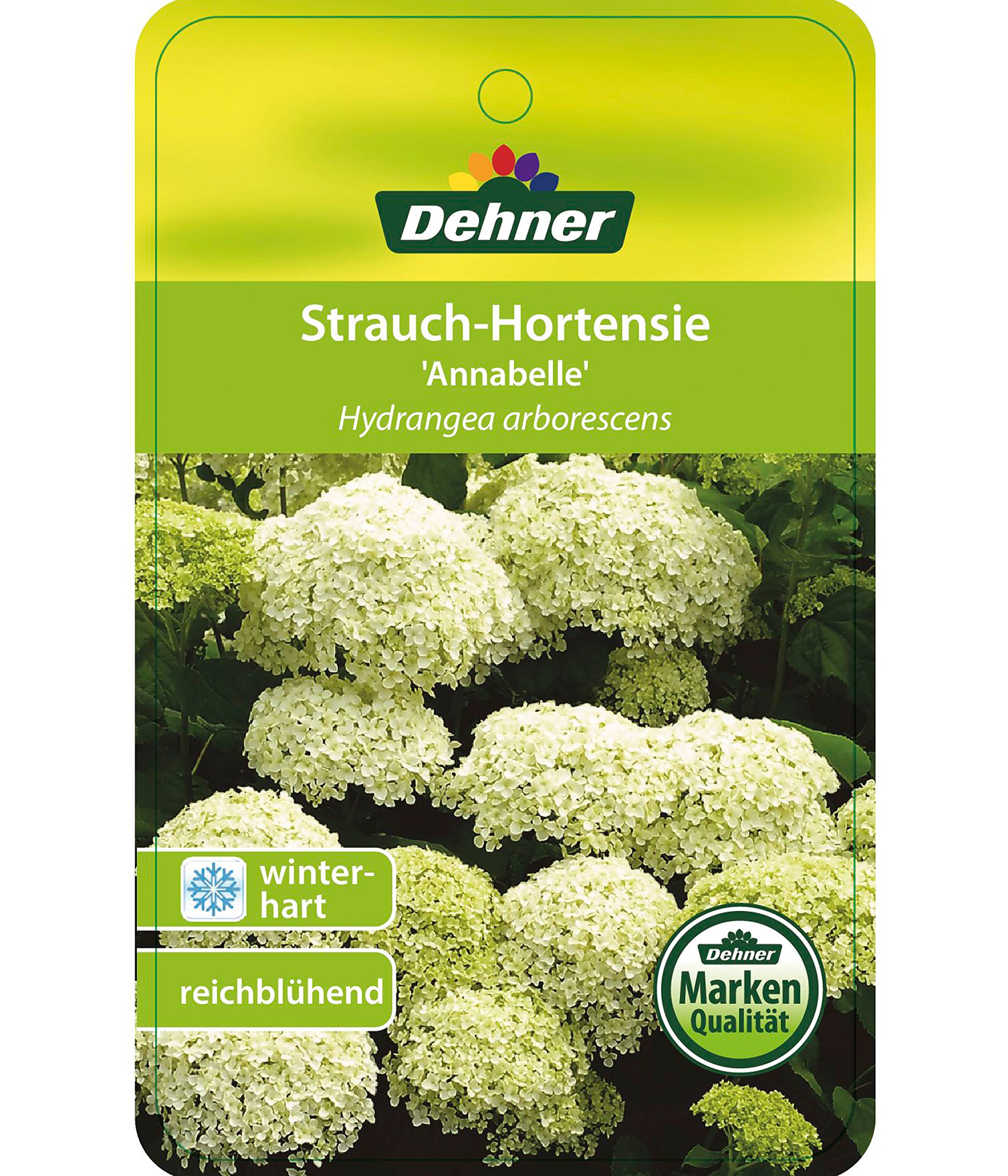 dehner-strong-annabelle-hortensie-creme-wei-3-l-topf image 4