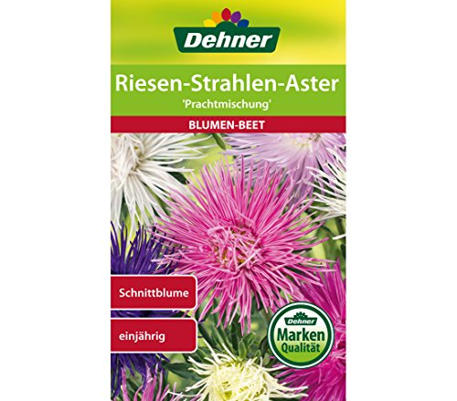 dehner-riesen-strahlen-aster-prachtmischung-samen-5er-pack-vase image 3